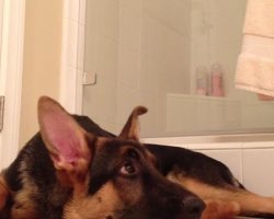 This dog has the most EPIC reaction to his owner’s shower singing habit…