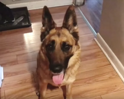 German Shepherd Takes Turns Waking Each Kid For School Every Morning