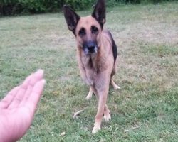 Stray Dog Realizes Rescuers Are There To Help So She Brings Out Her Friend