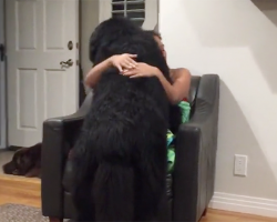 A Giant Newfoundland Pup Doesn’t Realize He’s Not A Lap Dog — And Hilarity Ensues!