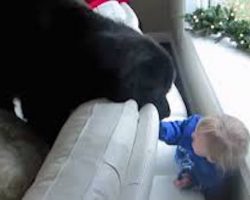 Little Girl Plays Adorable Game Of Hide And Seek With Newfie Dog