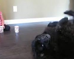 Girl’s Tea Party With Her Newfoundland Dog Takes Unexpected Turn
