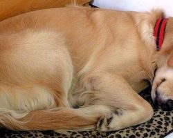Dog wanders into stranger’s Home every day and falls asleep – then she discovers a note on his collar