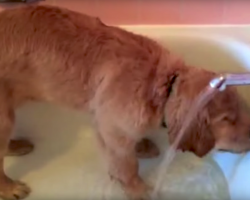 Golden Retriever Puppy Gives Himself A Bath, And He Has The Cutest Routine