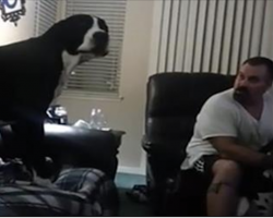 Great Dane hates being ignored, grabs his owner’s attention in hilarious fashion
