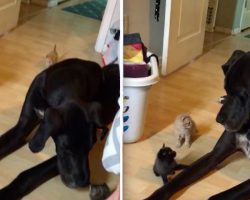 Curious Giant Great Dane Adorably Confused When He Meets A Litter Of Kittens
