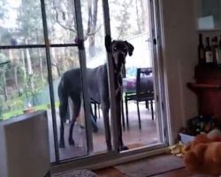 Great Dane Knows Exactly What To Do For Bath Time