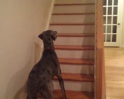 Great Dane Luke Skywalker Sees His First Ghost. His Reaction? Priceless.