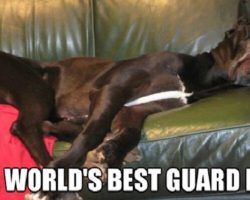 12 Best Great Dane Memes of All Time