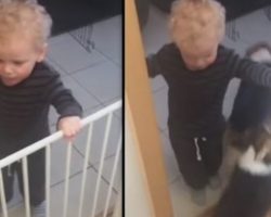 Toddler Helps Get Four Very Polite Corgis Their Dinner