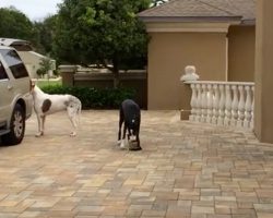 These Great Danes Are Eager to Help Out With A Human Errand. But One of Them Needs Practice…