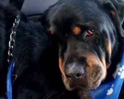 Grieving Rottweiler Cries Over His Deceased Twin Brother