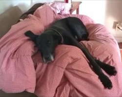 Guilty Dog Makes A Hilarious Escape When She Finds Out She’s In Trouble