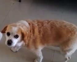 Guilty Dog Gets Caught, *Hilariously* Walks Away In Shame. I Can’t Stop Laughing!