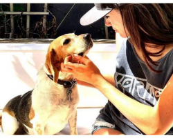 Unwanted Beagle Goes From High-Kill Shelter To Royal Digs
