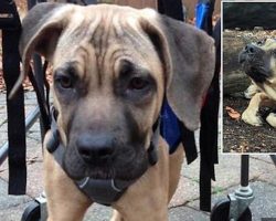 Mastiff Mix Puppy Found Unable to Walk Takes Inspiring First Steps