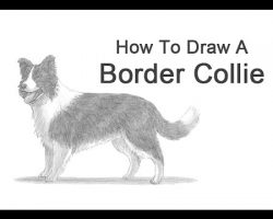 How to Draw a Border Collie!