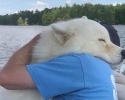 Samoyed Gives Dad A Long, Loving Hug On Boat Ride