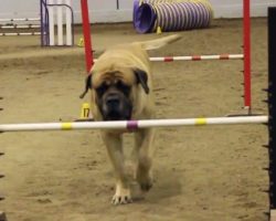 Huge Mastiff Competes In Dog Agility At His Own Pace