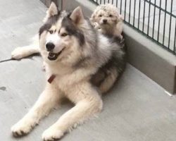 Husky And Poodle Found Wandering The Streets Are The ‘Most Adorable Mismatched Duo’ Ever
