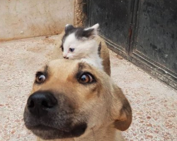 Kitten Who Lost Her Mom Asks Dog Who Lost Her Pups To Adopt Her