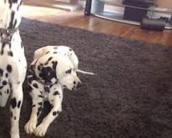 Adorable Foster Kitten Copies Everything The Big Dogs Do