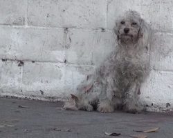 Homeless Poodle Just Realized She’s Being Rescued And Has Sweetest Reaction