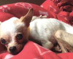 Tiny Stray Dog Too Sick To Even Sit Up Refuses To Give Up