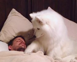 Cute Samoyed Very Gently Tries To Wake Up Her Dad