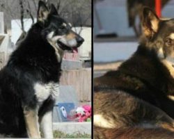 Loyal Dog Goes Missing After Owner Dies, 11 Years Later His Body Is Found In Heartbreaking Location
