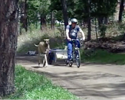 See the Great Dane running alongside the bike? Now watch as he ends up in the back