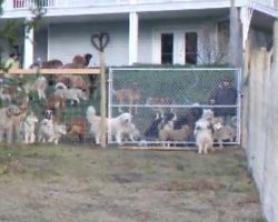 Man Adopts 45 Dogs And Lets Them Run Free In A Four-Acre Enclosure