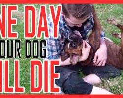 This Man Knew His Dog Would Die… And What He Did Will Move You