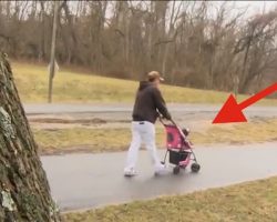 Man Walks His Dog With A Bad Heart In Stroller To Make Her Happy