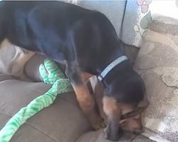 Bloodhound Puppy Gets Comfy On The Couch In Hilarious Way