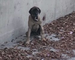 Injured Mastiff Trapped In L.A. River Happily Reunites With Out-Of-State Family