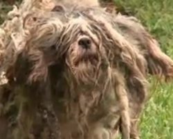 They found a matted ball of fur — now they’re about to see what’s underneath