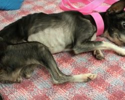 Dog Who Was Stolen From Vet Hospital By Her Neglectful Owner Gets Rescued