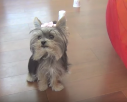 Cute Yorkshire Terrier Does The Most Amazing Tricks