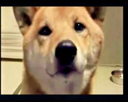 Mom Asks Dog To Bark Softly, Dog’s Response Is Internet Gold