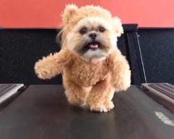 When Munchkin The Shih Tzu Gets Her Exercise Wearing The Cutest Outfit, It’s The Best