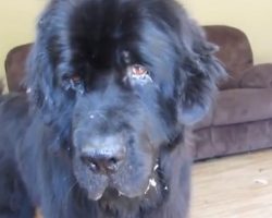 Giant Newfoundland Plays Hide And Seek With Little Girl