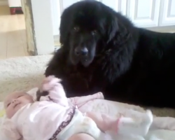 You Won’t Find A Better Babysitter Than This Newfoundland – Watch What He Does