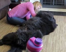 Mom’s Rubbing Her BIG Dog’s Belly, But You’ll Want To See What Happens When She Stops!