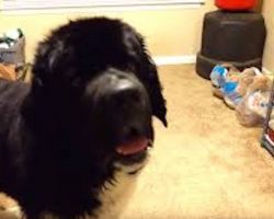 Funny Newfoundland Dog Talks His Dad Into Giving Him a Treat