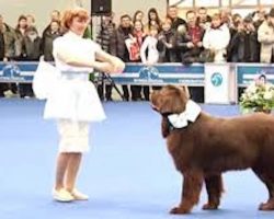 Woman Performs Intricate Dance Routine With Her Newfoundland Dog