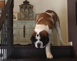St. Bernard Puppy Is Learning To Get Down The Stairs