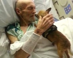 Nurses Help Fulfill Dying Man’s Wish To His Dog One Last Time
