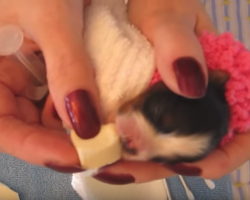 Tiny Puppy Rejected At Birth Is Nursed Back To Health By Hand
