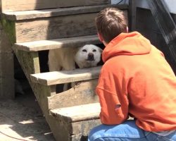 Abandoned Dog is Shaking So Hard from Fear He Makes Rescuers Cry